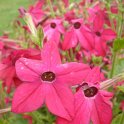 Nicotiana x sanderae 'Perfume Rouge'